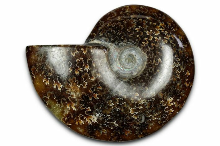 Polished Ammonite (Cleoniceras) Fossil - Madagascar #339164